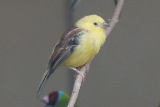 Passer luteus - Braunrücken-Goldsperling